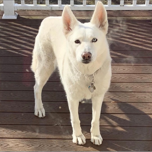 Meet your Posher, Anastasia - Picture 2 of 3